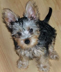 York puppy York puppy